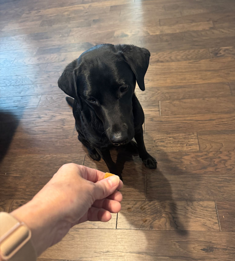 stella-approves-of-tasty-doghouse-treats Stella waiting on a tasty doghouse treat